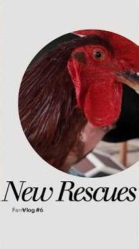 Building a coop for our new rescues #chickencoop #farm #chickens