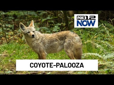 Learn all about coyotes & their significance at 3rd annual Coyote Palooza