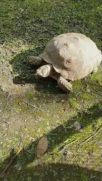 ADELAIDE ZOO with sis, niece & neph #southaustralia #zoo #animals #familytime #thingstodo #adelaide