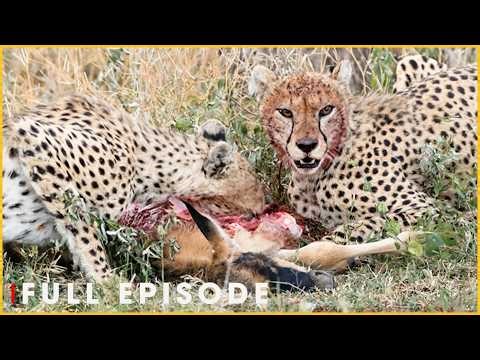 FAST KILL HUNTER - Cheetah Rules the Open Plains (Full Episode) | Nature Animal Documentary
