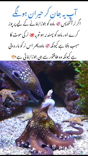 Octopus 🐙 amazing wildlife animal effect #octopus #naturefacts #nature #wildlife #shorts