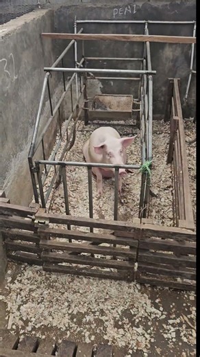 Landrace & Large White mothers deliver the difference. #pigfeed #pigbreeding #farming101 #pigfarming