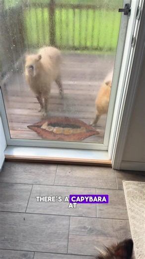 Capybaras on the Couch: Why They're Not Good Pets