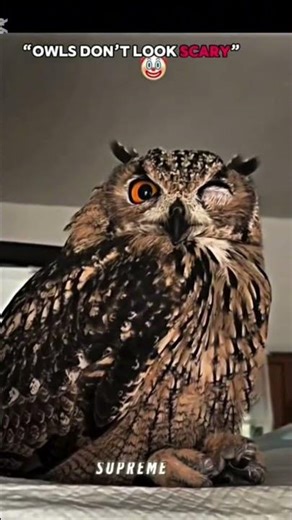 👉 This owl looks terrifying at night 😨🦉#short