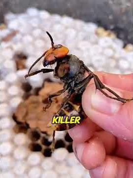 He brought a huge wild nest home. It wasn't bees—it was a swarm of monsters!😭❤️#gianthornets
