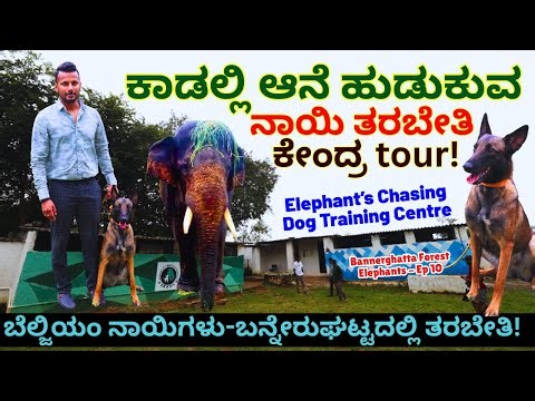 🔥Forest Dogs Training Centre Tour-"ಬೆಲ್ಜಿಯಂ ನಾಯಿಗಳು ಕಾಡಲ್ಲಿ ಆನೆ ಹುಡುಕುತ್ತವೆ!-E10-Bannerghatta-Arocha