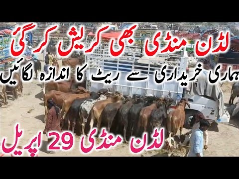 Today Latest Ludden Cow Mandi Video Qurbani 2026 Bachre Bachrian || Global Village Farming