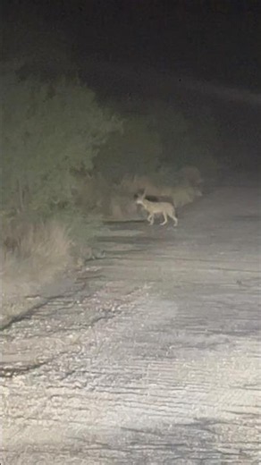 Feral Coyotes ravage a neighborhood! #foryou #nature #wildlife #explore #desertlife