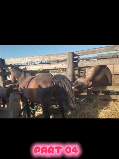 Grey Russian Horse Breeding Process: Part 04 Insights