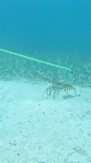 The Best Tool for Catching Lobster #lobster