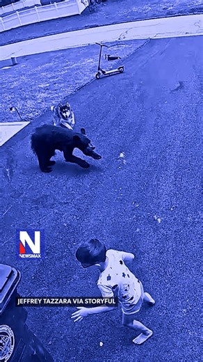 HUSKY HERO: A family husky sprang into action when a bear charged across the driveway toward a child, with the dramatic moment caught on video.The grateful owner said the loyal dog earned a T-bone steak for protecting his son.