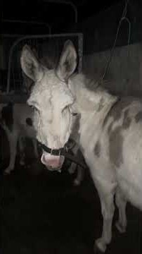 I got donkeys!! #donkey #donkeyrescue