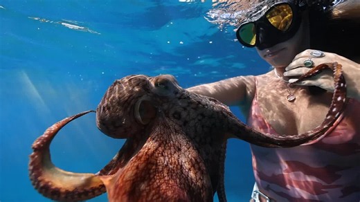 World Octopus Day shows just how powerful a giant octopus can be