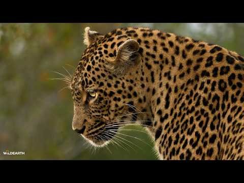 Leopard guards her kill - SafariLIVE Sunset - 28 June 2026