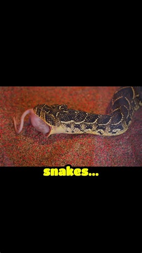 How a Frog Escapes After Being Swallowed by a Snake