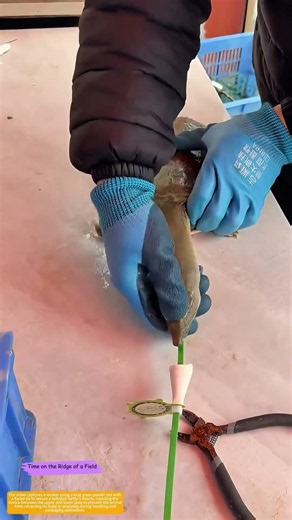Muzzling the Turtle: How a Green Rod Keeps a Softshell from Biting Back