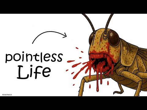 Why it sucks to be born as a Desert Locust - Brutal Nature