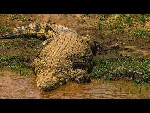 SAVANNAH UNPLUGGED by Laurent Frapat