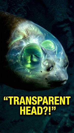 The Fish with a Transparent Head! 🐟🔮 ​ Meet the Barreleye Fish, the deep-sea alien with a literally transparent skull! 🌌 ​Those green orbs you see aren't just for show—they are highly sensitive eyes that can rotate inside its head to spot prey above. Living 2,000 feet deep in total darkness, this fish developed the ultimate "built-in" binoculars. 🛸✨ #didyouknow #animalfacts #wildlife #facts | Weinspirefacts