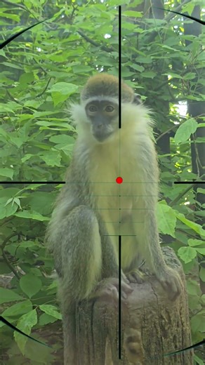 Monkey hunting | Caccia alla scimmia | Affenjagd