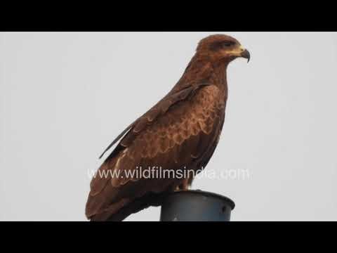 A Black Kite perches on a city pole and watches the street as traffic hums in the background