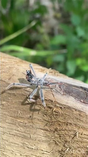 "The Garden's Tiny Assassin" 10/10 Danger 👀