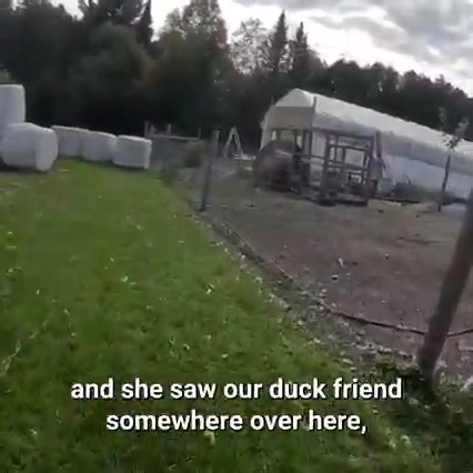 We Have A Surprise Visitor Today! | Gold Shaw Farm