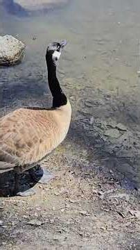 The Bird That Fearlessly Attacks Larger Animals