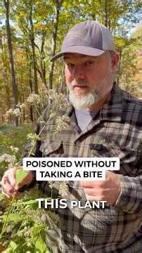 White Snakeroot & Milk Sickness: What Happened to Lincoln’s Mother?