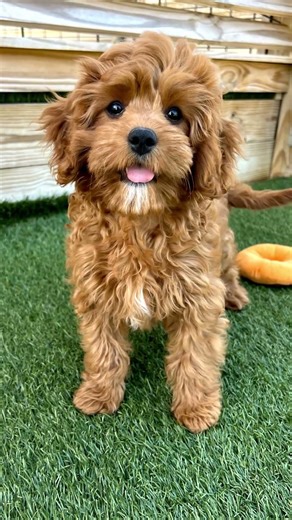 Meet the Ultimate Puppy Duo: Cavapoo & Bernedoodle Personalities! 🐾 | Georgia Dog Club