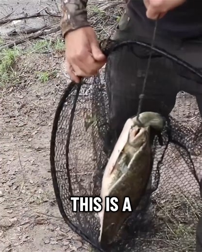 MASSIVE Invasive Soft Shelled Turtle Catch & Cook Want more videos like this? Then please Like, Share, and Follow Fowler’s Makery and Mischief on Facebook, YouTube, and all other platforms! Checkout Fowlers.shop for Epic Outdoor Survival Gear used in these videos! #survival #bushcraft #primitive #camping #survivalist #outdoors #adventure #fishing #hunting #catchandcook #catchcook #outdoor #survivalkit #fowlersmakeryandmischief #fowler #fowlersurvivalchallenge #survivalchallenge #catchncook | Fow