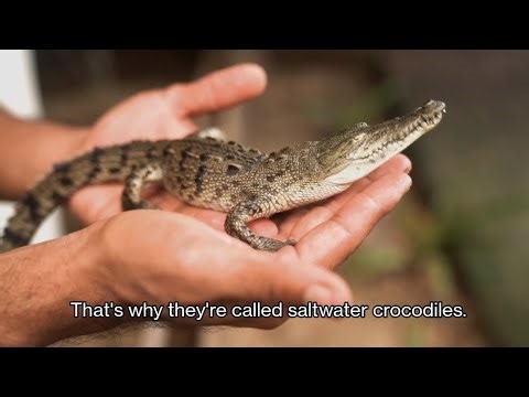 Small Baby Saltwater Crocodile Turns Into Deadly Giant Crocodile | Facts about Salt Water Crocodile