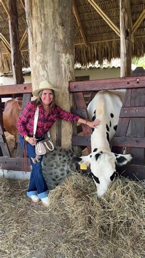 Red Cow Gives Woman Surprise Push While Petting Another Cow