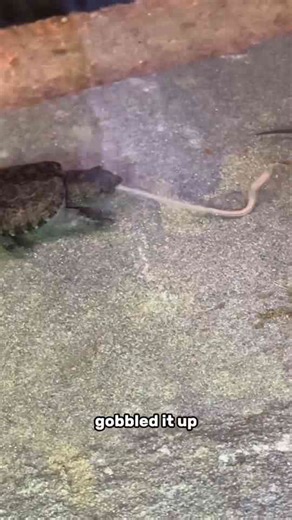 Baby snapping turtle hunts down worms