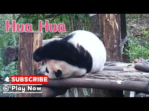 Time To Wake Up And Be Cute! | iPanda