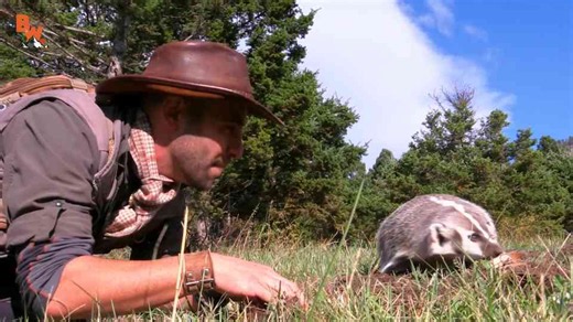 Why the badger is tougher than almost any animal its size
