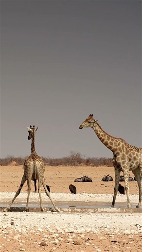 Giraffe at Etosha National Park, Namibia.