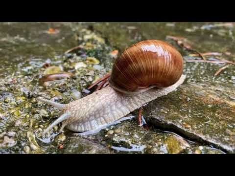 Exploring Mollusks: From Snails to Octopus‪@crazymollusk6819‬ #mollusk #mollusks #mollusca #shell