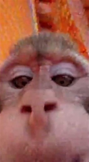 Monkey Snatches Girl’s Phone and Runs Away 😂 | Funny Monkey Prank