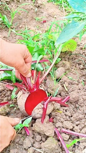 TM 19325 mini rotary tillage and ridging all-in one tree 🌲 short view #beach #flowers