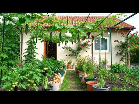 Relaxing Vegetable Garden Walk 🌱 | Peaceful Farm Nature Tour