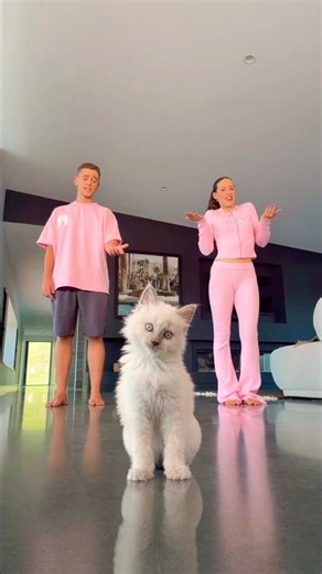Cat Dance Class! 😱🐱 #cat #kitten #pet #dance #viral