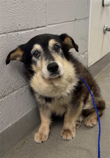 URGENT: Grizzly the Dog Needs Rescue or Foster at BARC Houston