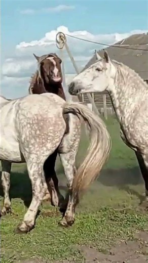 Lovely Foals and Their Powerful Stallion | Beautiful Horse Family 🐴