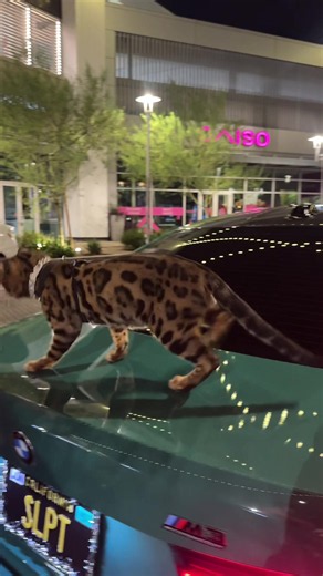 Baki Money Lover: Leopard Cats, Savannahs & Bengal Crosses