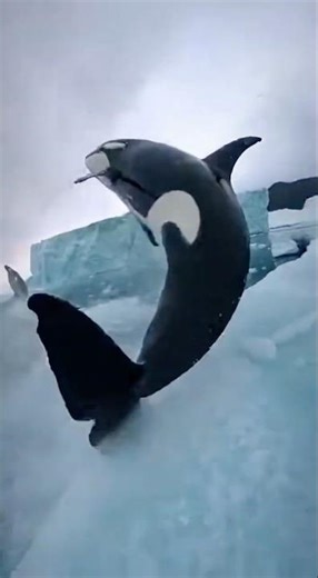 Security Cam: Giant Orca Slams Into Iceberg Causing Massive Collapse