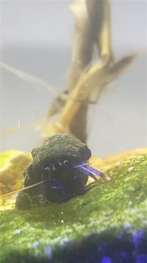 Algae isn’t always a bad thing