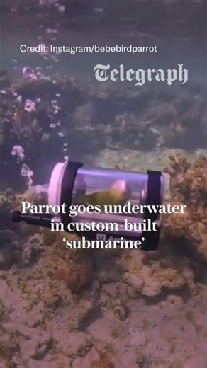 Parrot goes underwater in custom-built ‘submarine’