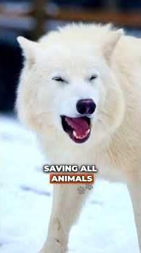 MrBeast Brings Back DIRE WOLVES From Extinction — Science Made It Real!