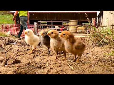 Meet the Newest (and Cutest) Members of Our Farm!